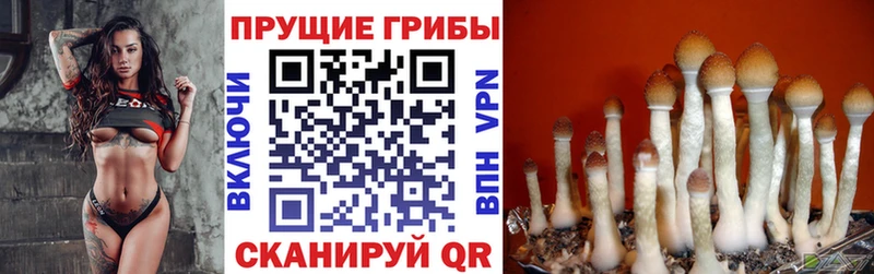 что такое наркотик  Усолье  сайты даркнета официальный сайт  Псилоцибиновые грибы Cubensis 
